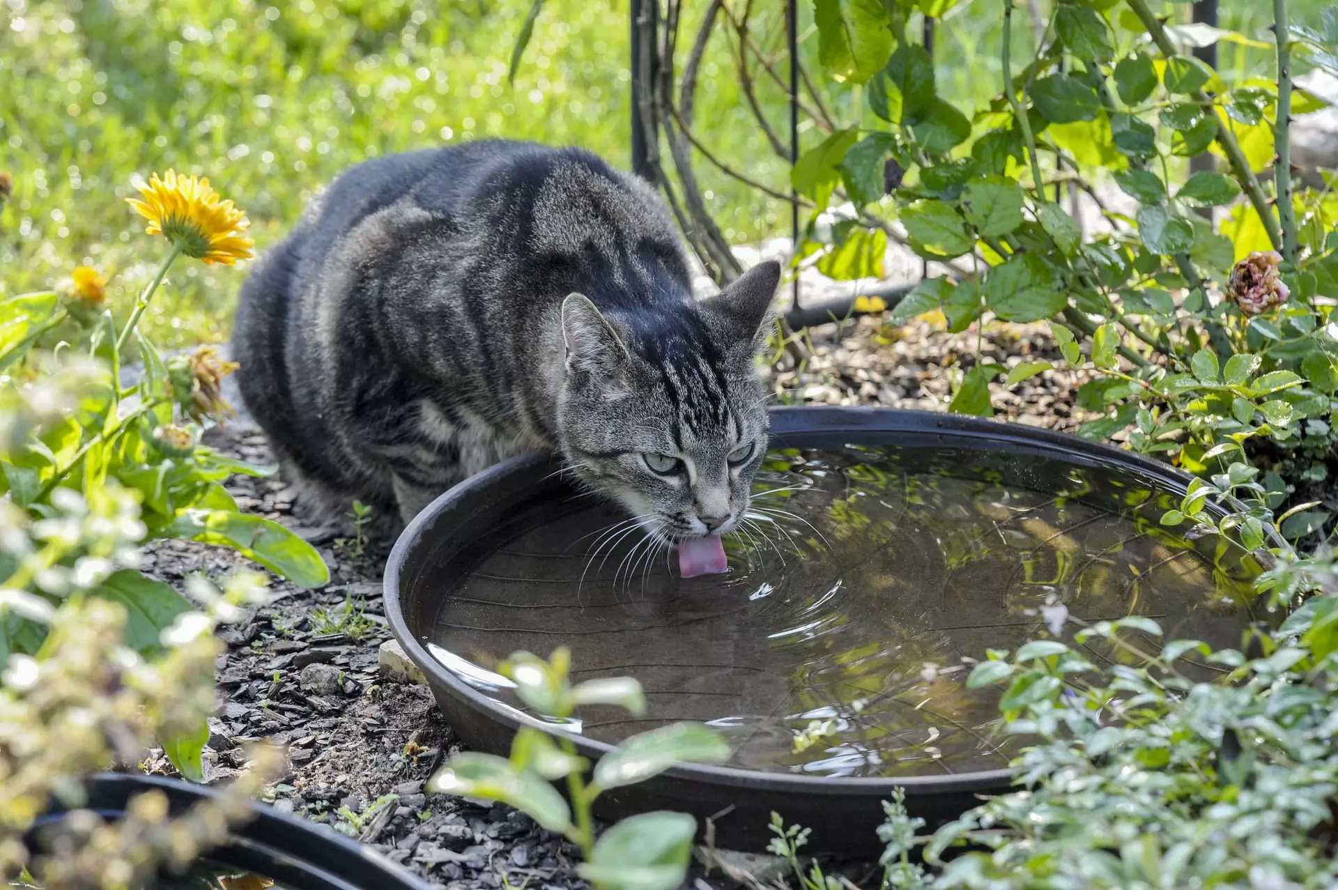 Пьет ли кошка воду. Кот пьет воду. Кот лакает воду. Кошка пьет из ручья. Кот пьющий воду.