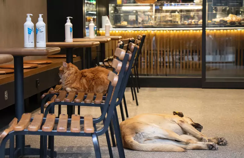 Kawiarnia ze zwierzętami w Stambule