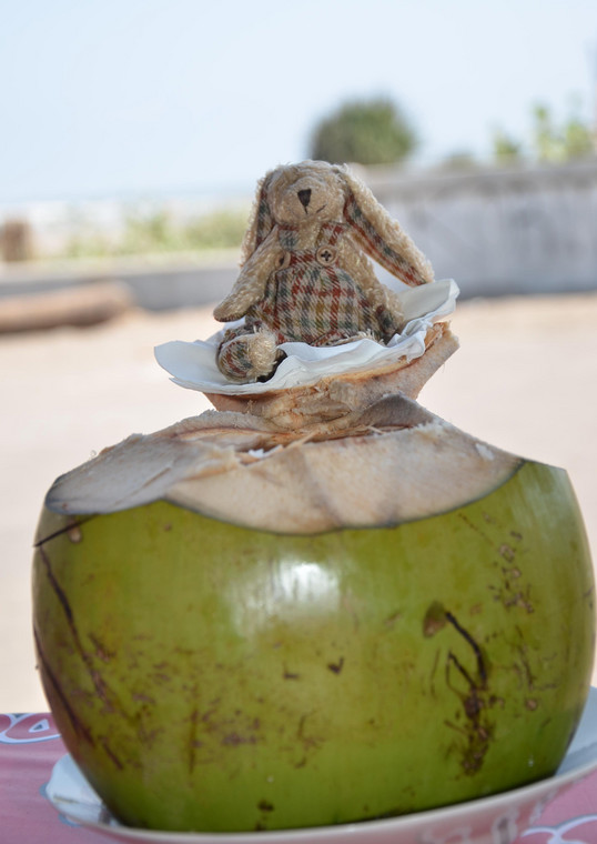 Kokos gigant z Indonezji i nasz króliczek wędrowniczek, fot. Krzysztof Świercz