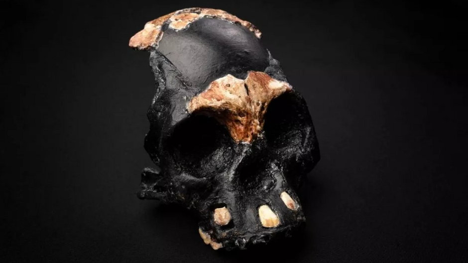 Odnaleźli czaszkę dziecka Homo naledi, fot. Wits University