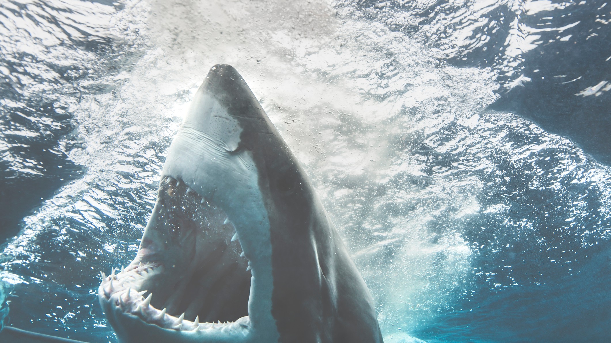 Акулы боятся дельфинов. Самая большая белая акула снятая на камеру. Тест про акул. Рассказ про акулу для 2 класса по окружающему миру. Акулы не останавливаются.