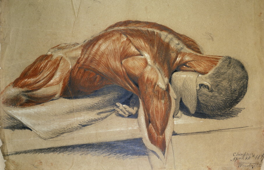 Jeden z serii obrazów anatomicznych autorstwa XIX-wiecznego angielskiego malarza Charlesa Landseera