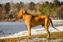 Fila brasileiro 