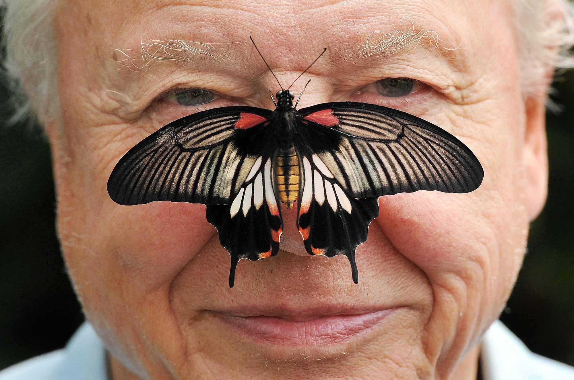 Britský prírodovedec a dokumentarista sir David Attenborough.