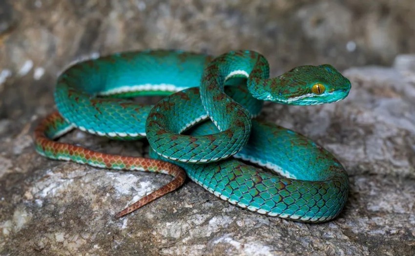 Pit viper