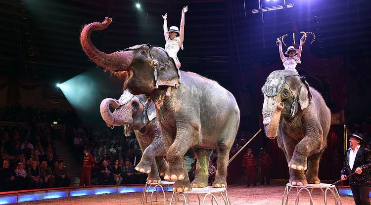 A müncheni cirkusz elefántos produkciója. 