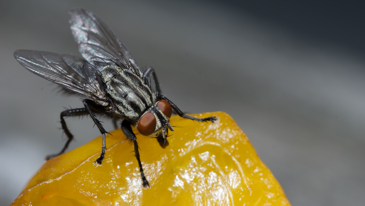 Odkryj, jak skutecznie pozbyć się much. Wystarczy użyć trzech składników