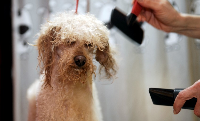 Frizer za pse sve popularnije zanimanje