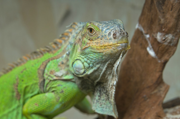 Iguana, fot. Artem Svystun