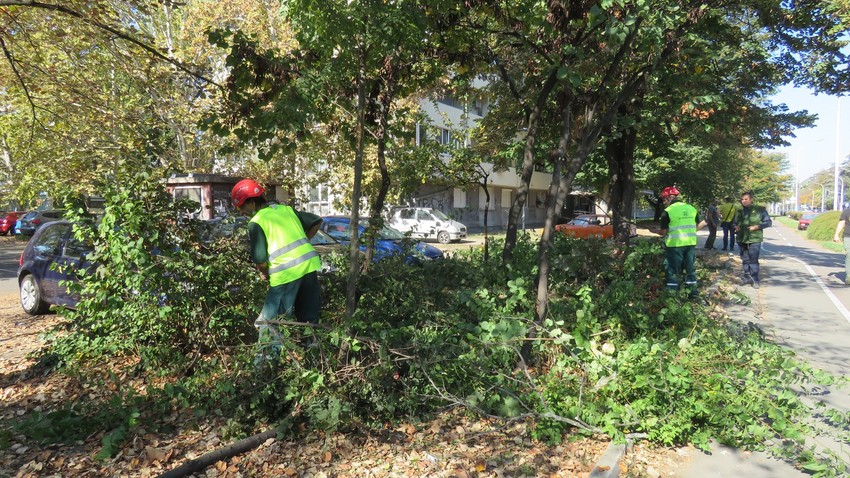Radnici "Zelenila" u akciji