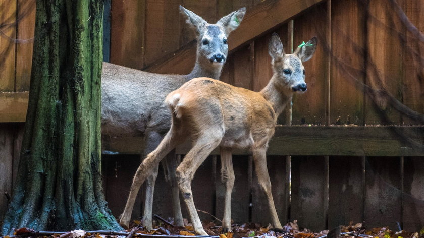 Animal Patrol podsumował zbiórkę karmy pod nazwą Dzikość Serca