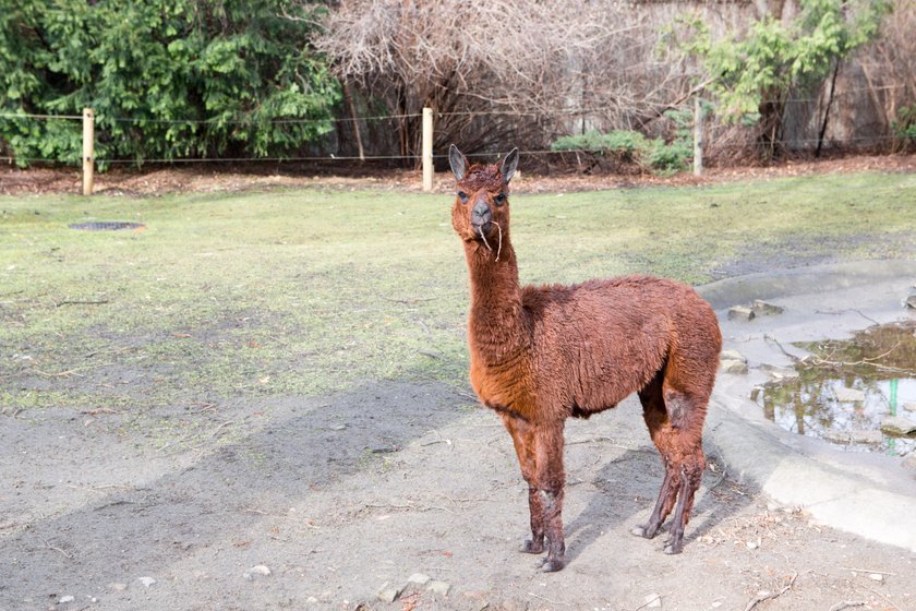 Wstęp do Starego ZOO będzie za darmo