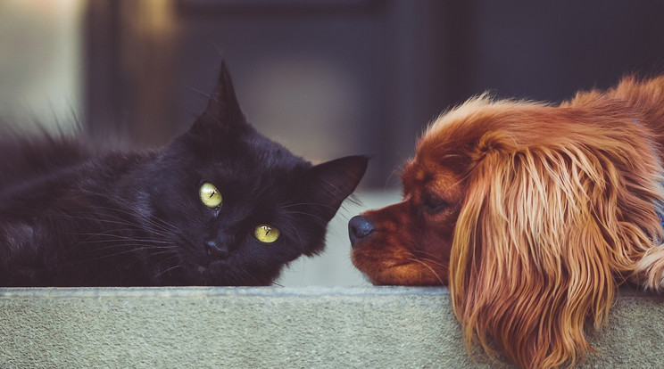 Az új koronavírus-fertőzés kutyáknál és macskáknál is okozhat szívizomgyulladást /Fotó: Pixabay/illusztráció 