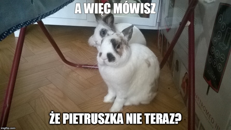 Najlepsze memy o królikach