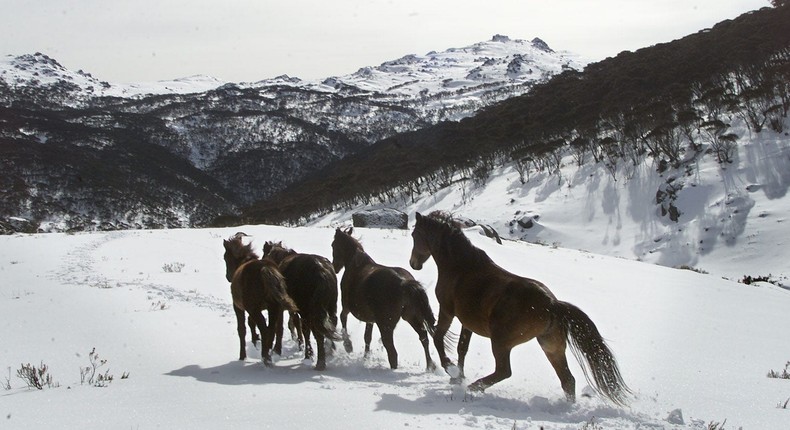 Wild horses are called brumbies in Australia, and can often be seen as pests.Fairfax Media via Getty Images/Fairfax Media via Getty Images via Getty Images