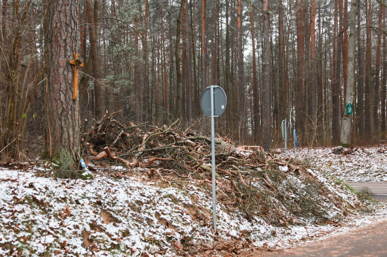 Sosna, na którą leśnicy przewiesili symboliczny krzyż 