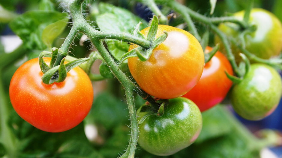 Uprawiasz pomidory? Zobacz, w czym pomoże oprysk z drożdży!
