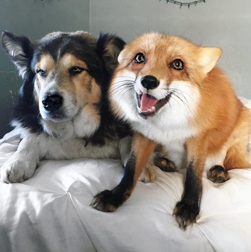 Pies i lis