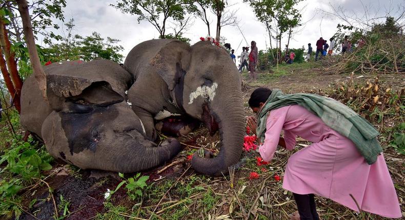 A woman prays next to the carcasses of elephants that according to the forest officials possibly died because of a lightning strike, on the foothills of the Kundali reserve forest area in Nagaon district in the north-eastern state of Assam, India, May 14, 2021. (Reuters photo)