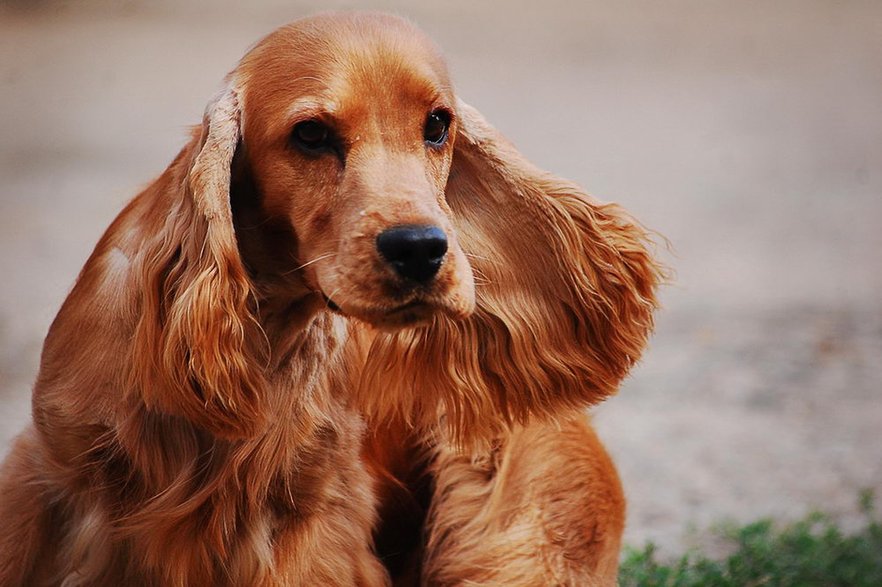 Cocker spaniel