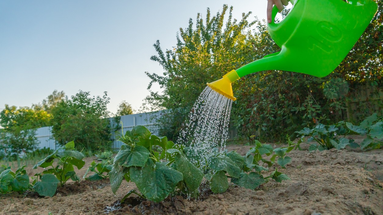 Správna starostlivosť o uhorky počas horúcich dní môže výrazne ovplyvniť množstvo aj kvalitu úrody.