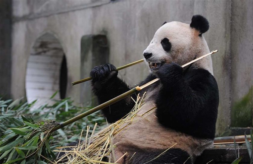 Panda Yang Guang, Tian Tian