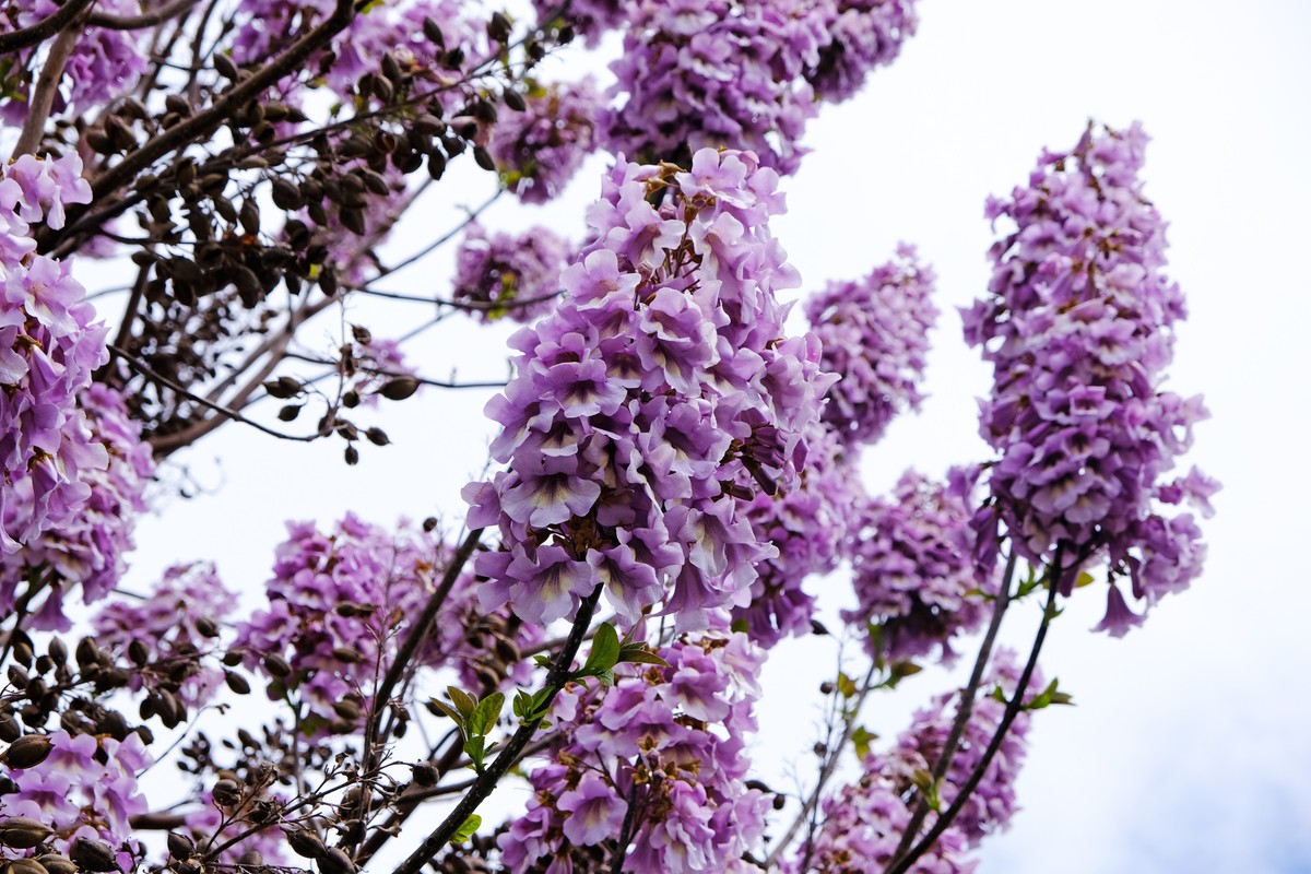 Paulownia tomentosa