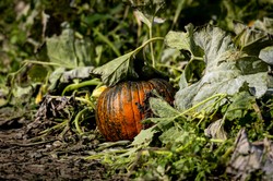 Dynia większa od auta. Właściciel zgarnął 21 tys. dolarów i tytuł mistrza świata