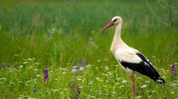 Wielki i trudny quiz o bocianach. 10/10 tylko dla orłów