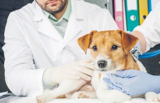 Po psychotropy najłatwiej do weterynarza