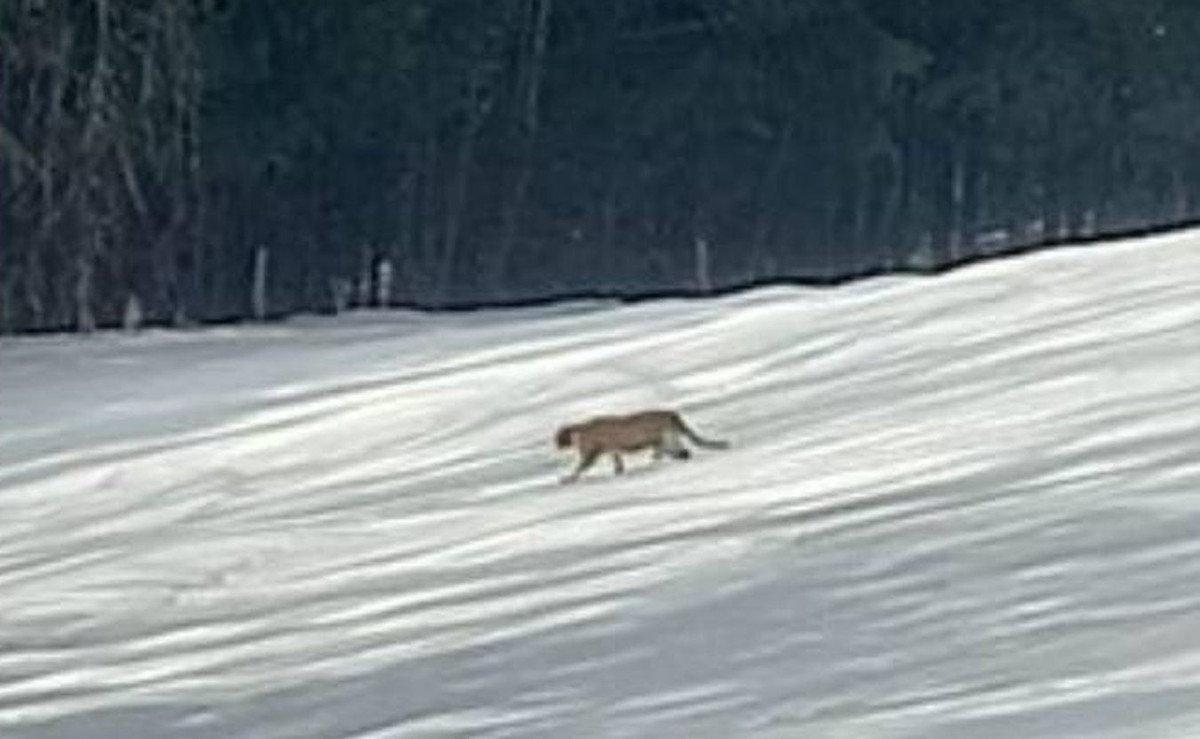 Mieszkaniec Binczarowej widział zwierzę przypominające pumę. Na wszelki wypadek prosimy uważać. Zdjęcie: OSP Florynka/Facebook