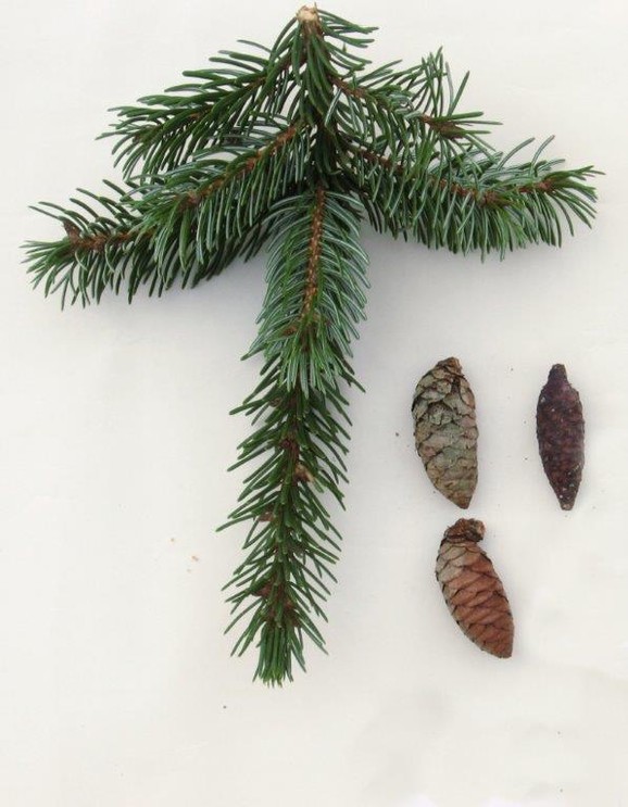 Svako pojedinačno stablo Pančićeve omorike je pod zaštitom