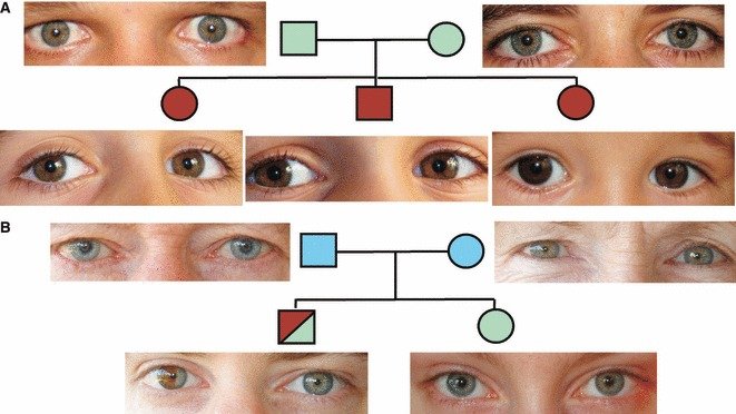 Ryc. Niemendlowskie dziedziczenie barwy oczu; Sturm, R. A., & Larsson, M. (2009). Genetics of human iris colour and patterns. Pigment cell & melanoma research, 22(5), 544-562.