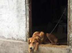 Platforma chce uwolnić psy z łańcuchów