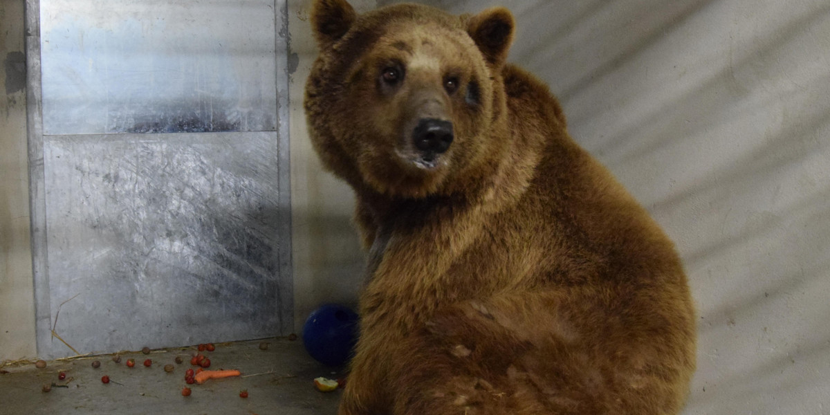 Baloo potrzebuje leczenia i spokoju