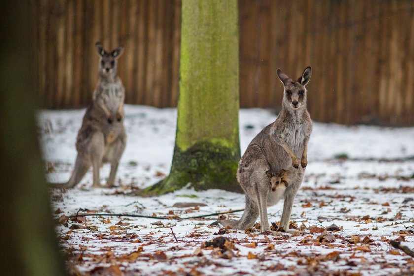 W poznańskim zoo na świat przyszedł kangur