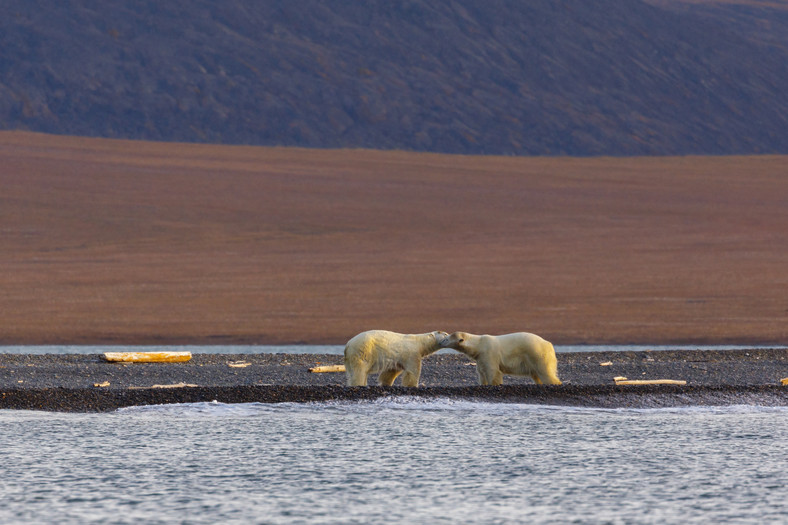 Niedźwiedzie polarne na wyspie Wrangla