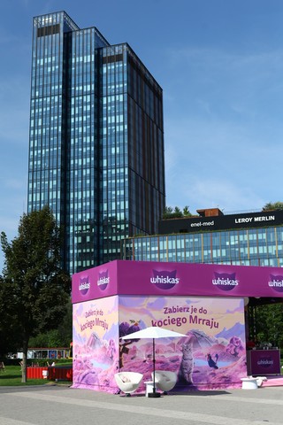 Kiedy kot mówi: „kocham Cię”. Co zdradzają jego gesty, mruczenie i osobowość?