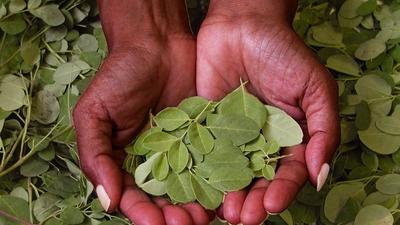 Moringa is a nutritional powerhouse that is rich in vitamins, minerals, and antioxidants(The Conversation)