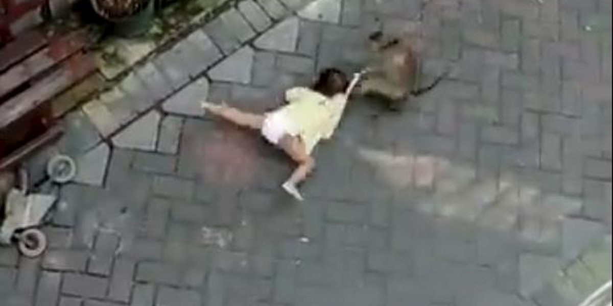 Nieprawdopodobne! Małpa na motorze próbowała porwać dziecko [FILM]