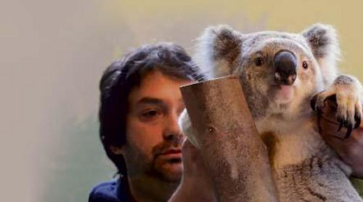 Ennyit híztak a budapesti koalák