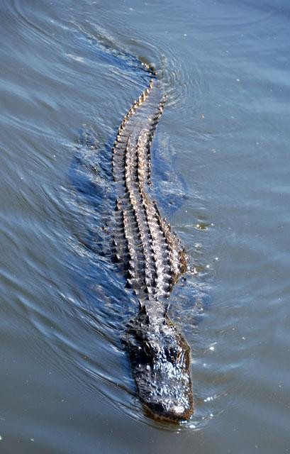 Galeria USA - Park Narodowy Everglades, obrazek 10