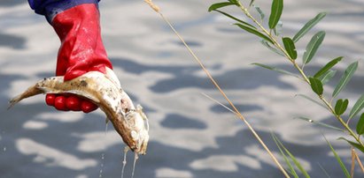 Co się dzieje w Odrze? Badania toksyn, odtwarzanie ekosystemów. Ekspert mówi  o potwornej stracie