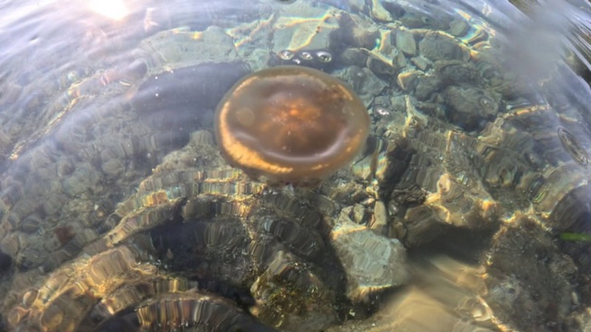 Meduze
