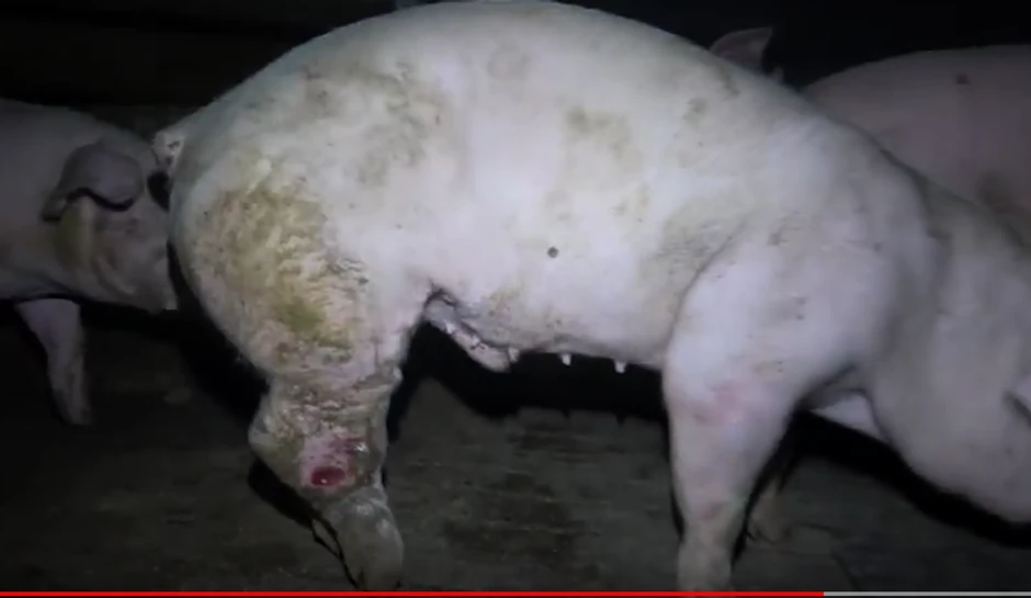 Od afričke kuge svinja ne mogu da obole ljudi