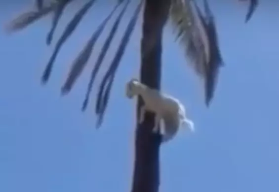 Koza wspięła się na szczyt palmy. To i tak nie wszystko, na co stać te zwierzęta