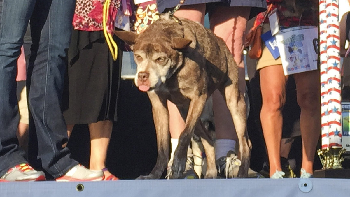 USA WORLDS UGLIEST DOG (World's Ugliest Dog Contest)