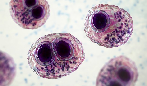 Citomegalovirus je veoma čest virus iz porodice herpes virusa