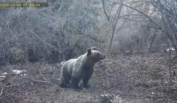medved na ručku na Tari