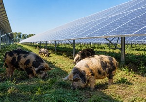  Svinje čuvaju solarne panele: Ovo neobično rešenje štedi milione